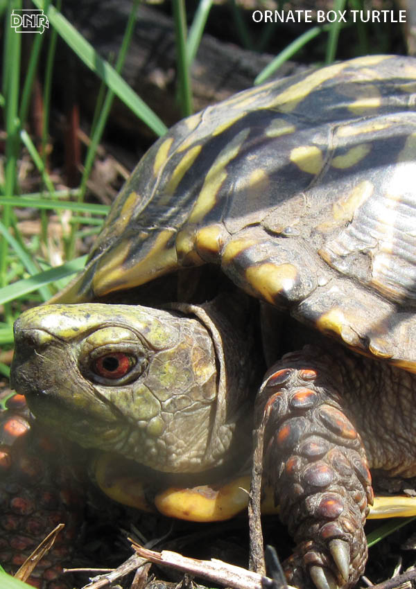 Ornate box turtles are the only fully terrestrial turtles in Iowa! More cool things you should know about Iowa's turtles | Iowa DNR